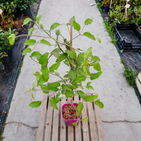 Powojnik Clematis wielkokwiatowy dr Ruppel P14