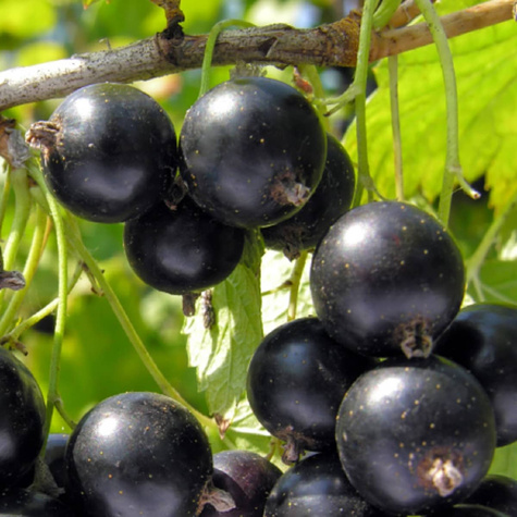 Porzeczka czarna Plant Pack