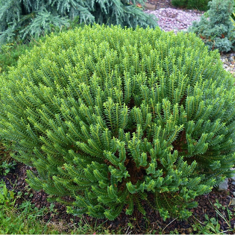 Hebe 'New Zealand' (C2)