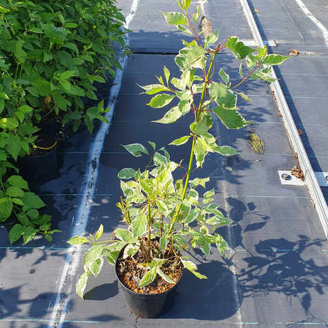 Dereń biały Elegantissima (C2)