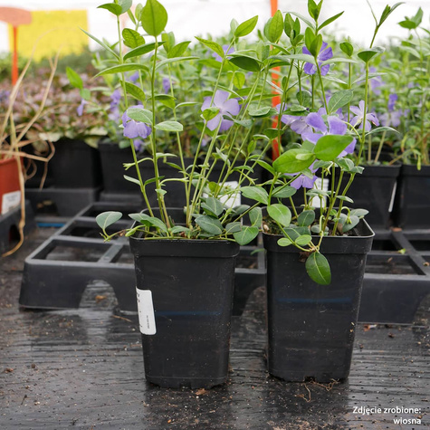 Barwinek pospolity Barwinek mniejszy (C2)