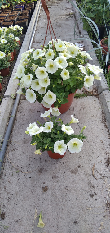 Surfinia Petunia Plus Popcorn Sadzonka NOWOŚĆ