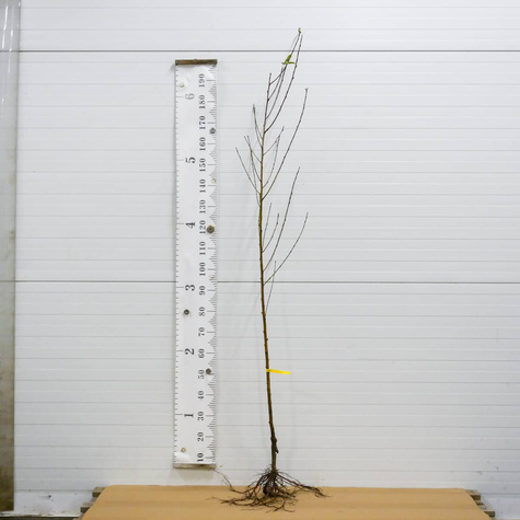 Brzoskwinia Modrinka Plant Pack