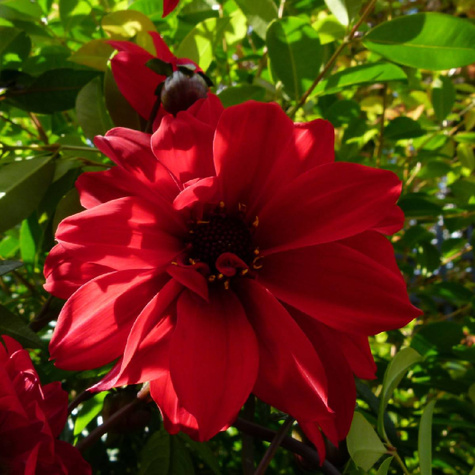 Dalia ciemnolistna Bishop of LLandaff czerwona