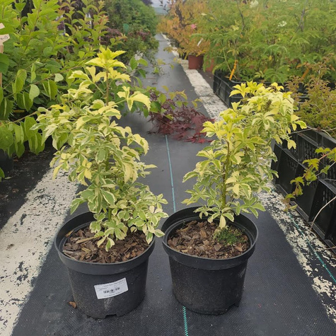 Kolcosił Siebolda Variegatus