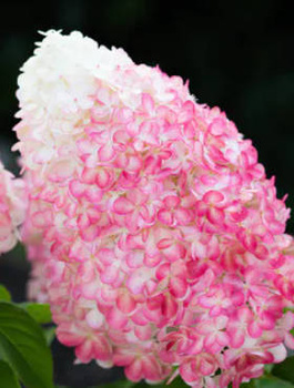 Hortensja bukietowa Strawberry Blossom (P9)