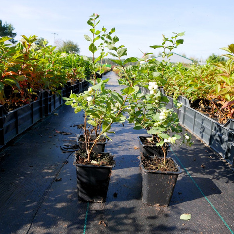 Śnieguliczka biała (P9)