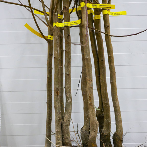 Śliwko-nektaryna Śliwonektaryna Ozark Premier Plant Pack