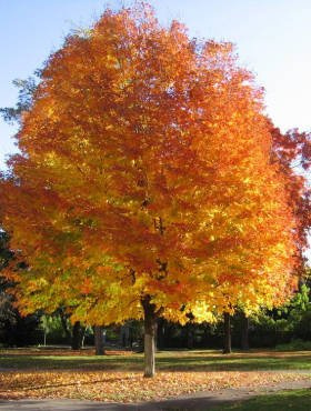 Klon pospolity Klon zwyczajny (C2)