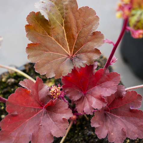 Żurawka ogrodowa Little Cutie Blondie (C2)