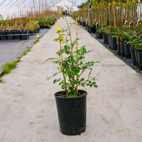 Róża PNĄCA żółto-czerwona