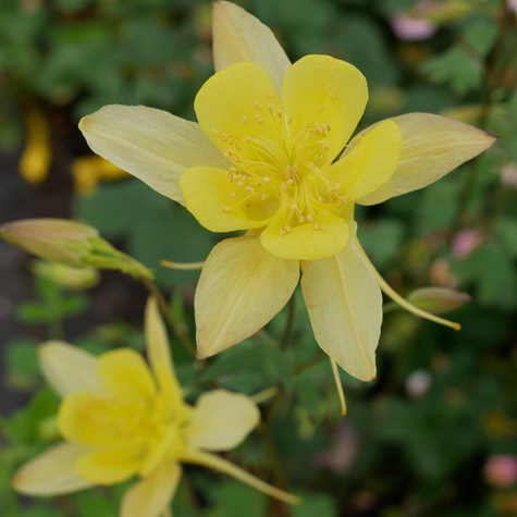 Orlik złocisty Spring Yellow Queen (C2)