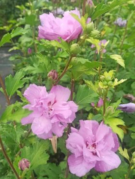 Ketmia syryjska Hibiskus Ardens (P9)