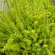 Berberys Thunberga Aurea (C2)