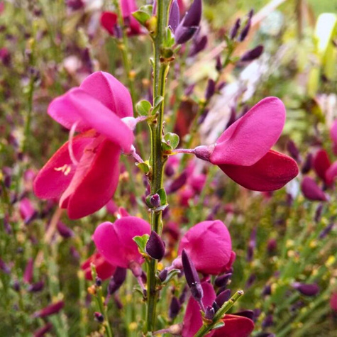 Szczodrzeniec Żarnowiec miotlasty Boskoop Ruby (P9)