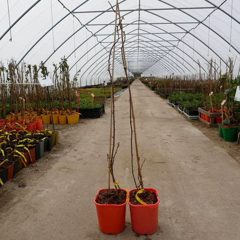 MINI KIWI Aktinidia ostrolistna Weiki męska (C2)