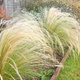 Ostnica Mocna Pony Tails Stipa (P9)