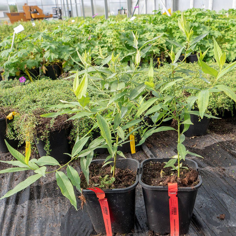 Amzonia nadreńska Amasonia niebieska królowa lata (C2)