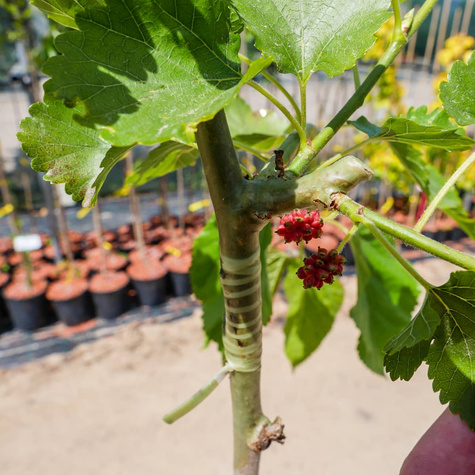 Morwa Czarna Pendula szczepiona na pniu