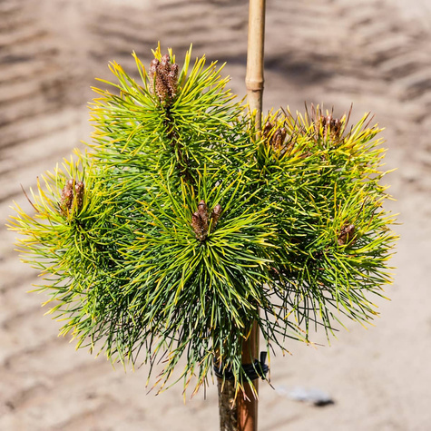 Sosna hakowata Tukan