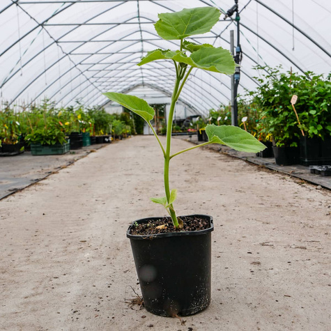 Paulownia Puszysta Cesarskie Drzewko Szczęścia (C2)