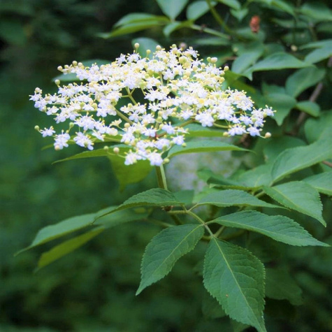 Bez czarny Obelisk (C2)