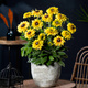 Rudbekia owłosiona Rudy Double Yellow Lemon (C2)