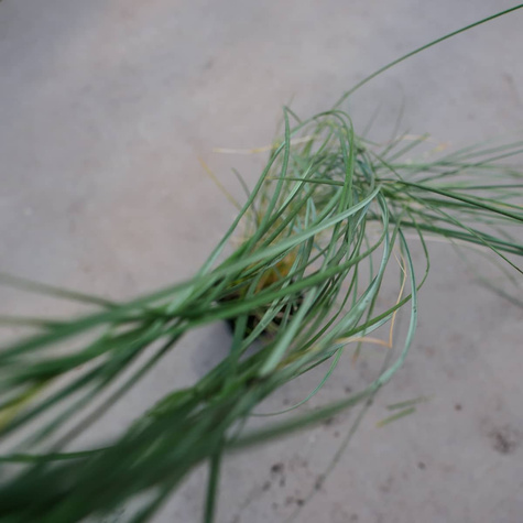 Piaskownica Zwyczajna (C2)