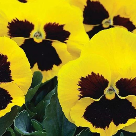 Bratek szwajcarski żółty z plamą 0,5g