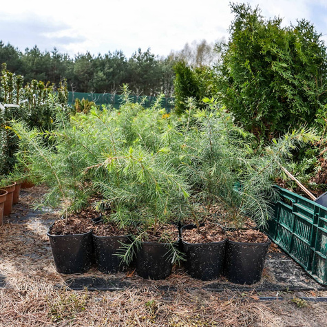 Cedr Himalajski (C2)