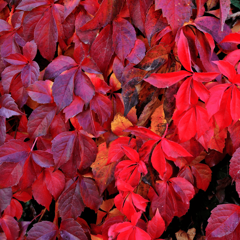 Winobluszcz pięciolistkowy Redwal Troki