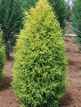 Jałowiec pospolity Gold Cone (C2)