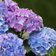 Hortensja ogrodowa Sarena Blue