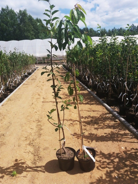 Orzech laskowy Leszczyna Webba Cenny DUŻE OWOCE w doniczce