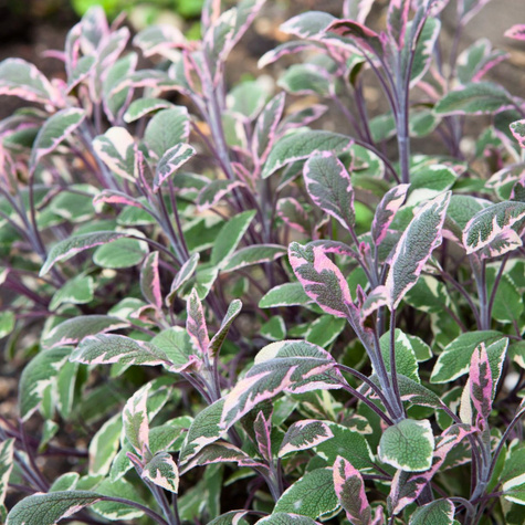 Szałwia lekarska Tricolor (C2)