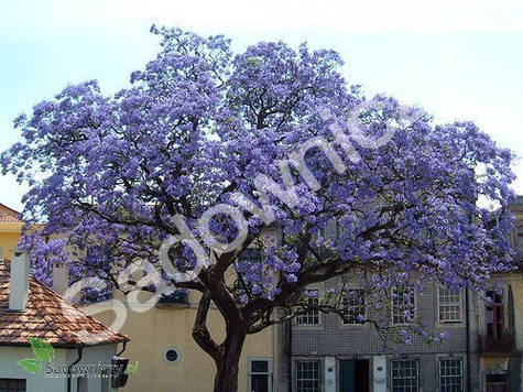 Paulownia omszona, puszysta Pawłownia Cesarskie drzewko 0,1g nasiona