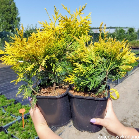 Thuja Tuja Żywotnik zachodni Yellow Ribon (C2)