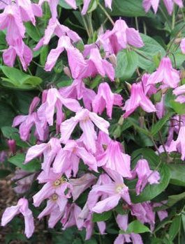 Powojnik Clematis bylinowy Alionushka 