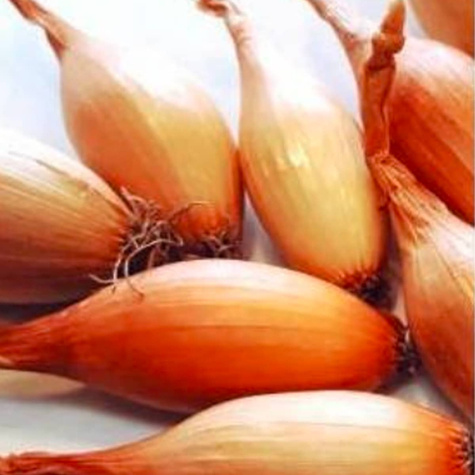 ZESTAW ALLEGRO Cebula dymka Sopelek 0,25kg