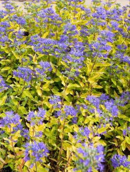 Barbula klandońska Gold Crest (P9)