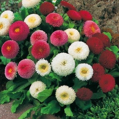 Stokrotka Stokrotki różowa sadzonka w doniczce