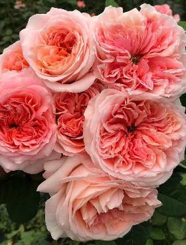 Róża rabatowa Chippendale pomarańczowa 