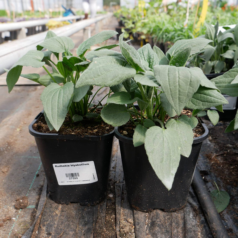 Rudbekia błyskotliwa (C2)