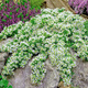 Aster wrzosolistny Snow Flurry biały płożący (C2)