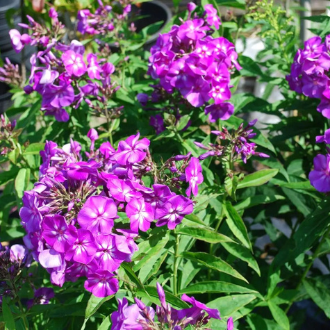 Płomyk wiechowaty Floks Purple Kiss (C2)