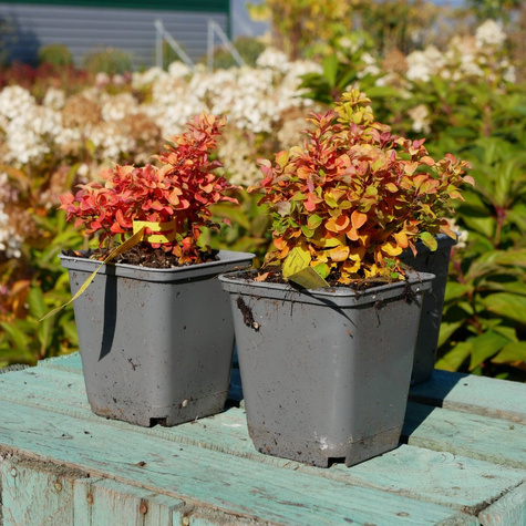 Berberys Thunberga Golden Zwerg (C2)