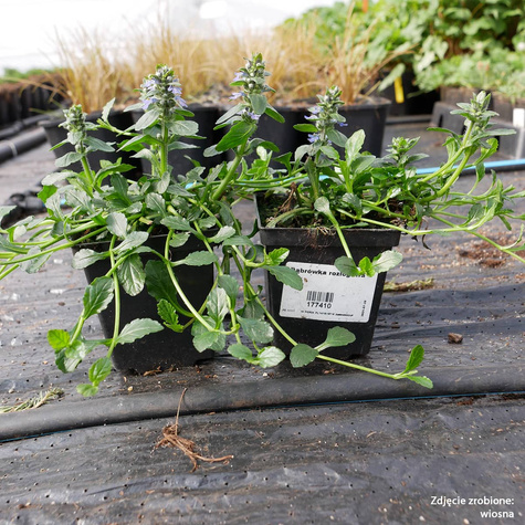 Dąbrówka rozłogowa (C2)