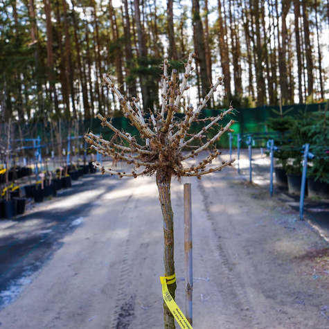 Modrzew europejski na pniu Kórnik (C15)