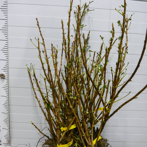 Porzeczka czarna Titania Plant Pack