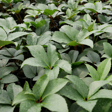 Ciemiernik hybrydowy Candy Love (C2)